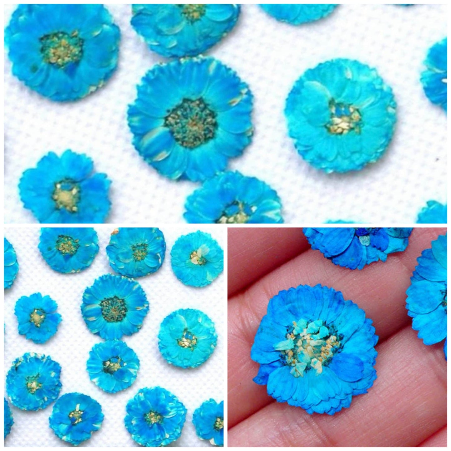 20 PCS Set (1-1.5CM) Dried Pressed Flowers Teal Blue Verbena, Natural Pressed Dried Small Flowers, Preserved Real Tiny Pressed Blue Flowers