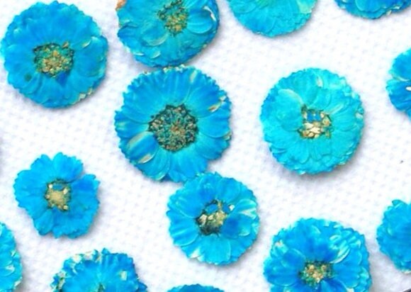 20 PCS Set (1-1.5CM) Dried Pressed Flowers Teal Blue Verbena, Natural Pressed Dried Small Flowers, Preserved Real Tiny Pressed Blue Flowers