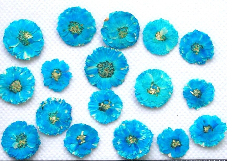 20 PCS Set (1-1.5CM) Dried Pressed Flowers Teal Blue Verbena, Natural Pressed Dried Small Flowers, Preserved Real Tiny Pressed Blue Flowers