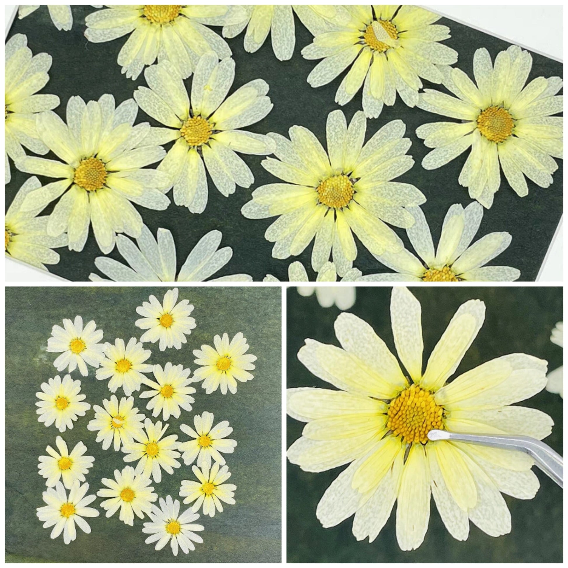 12 PCS Set (4-6CM) Pressed Yellow Flowers, Real Yellow Flowers, Preserved Large Yellow Flowers, Dried Pressed Flower, Yellow Flat Flowers