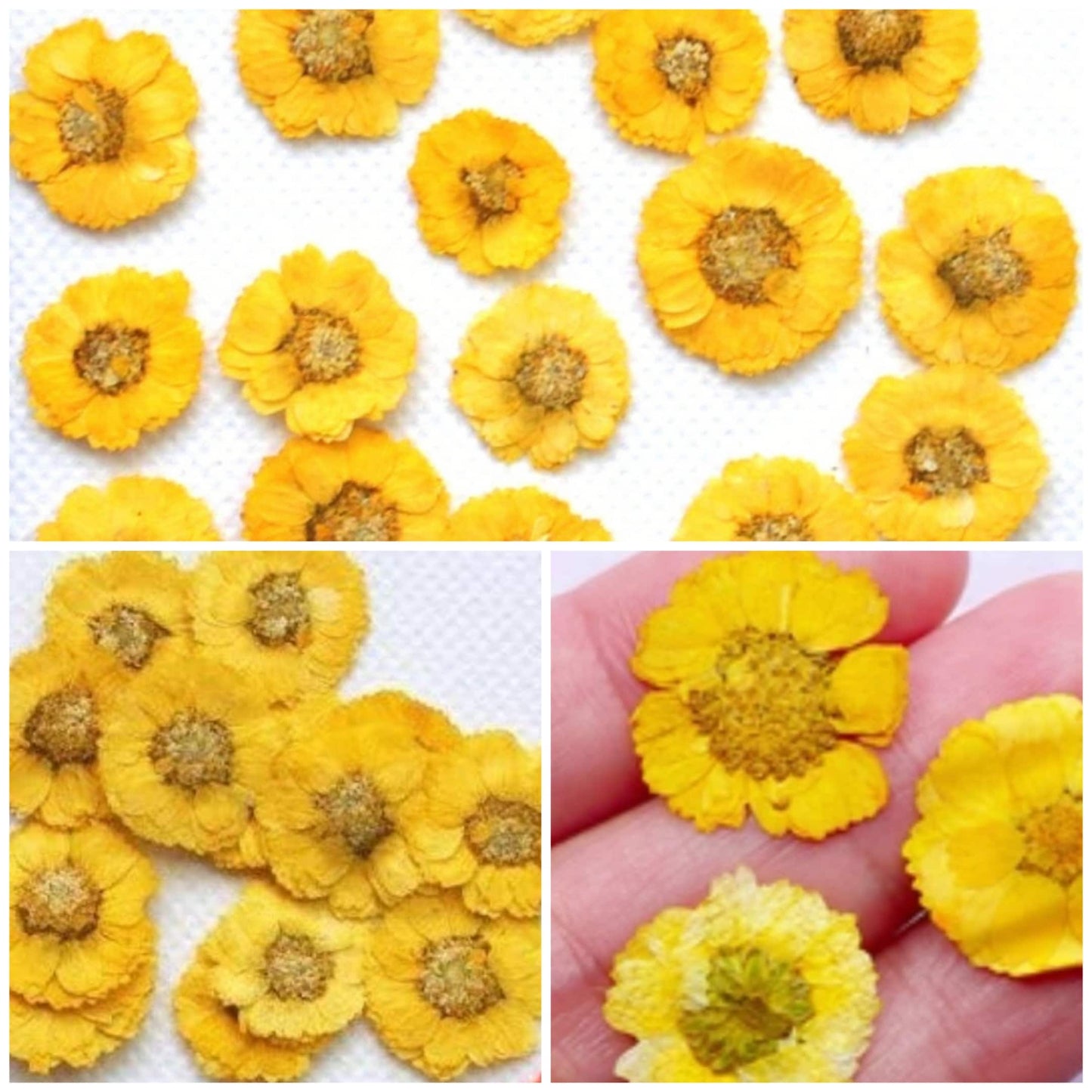 20 PCS Set (1-1.5CM) Pressed Yellow Flowers, Real Yellow Flowers, Preserved Small Yellow Flowers, Dried Pressed Flower, Yellow Flat Flowers