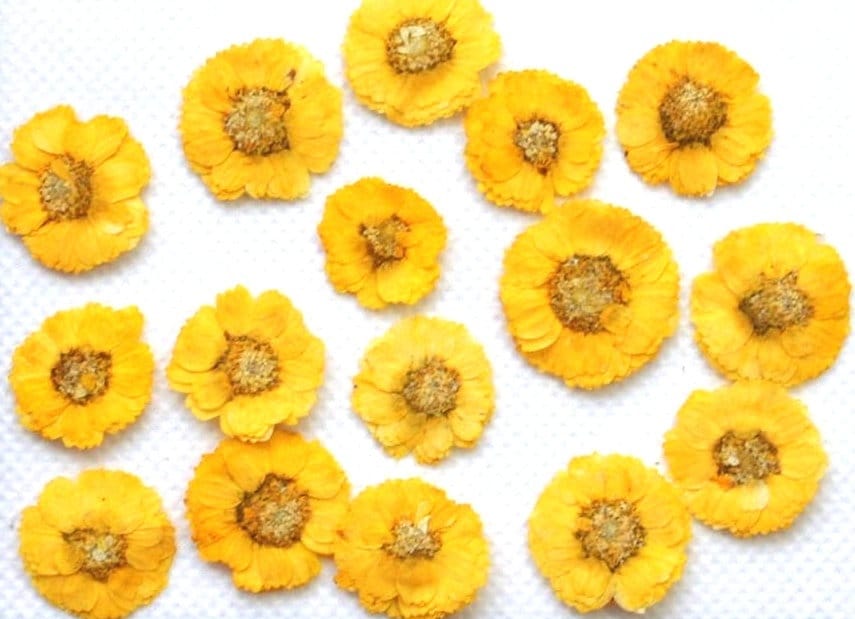 20 PCS Set (1-1.5CM) Pressed Yellow Flowers, Real Yellow Flowers, Preserved Small Yellow Flowers, Dried Pressed Flower, Yellow Flat Flowers