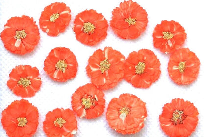 20 PCS/Set (1-1.5cm) Dried Pressed Orange Flower, Preserved Real small Dried Flower, Pressed Dreid Flowers, Pressed Flat orange Dried Flower