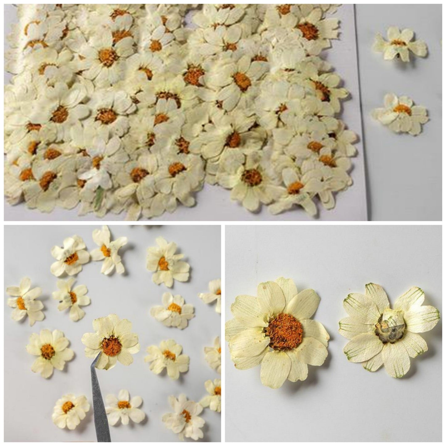 12 PCS/Set (2.5-3.5cm) Pressed Dried Flower, Presed White Flowers, Dried Pressed Flowers, Pressed Flat Flowers, Real White Pressed Flowers