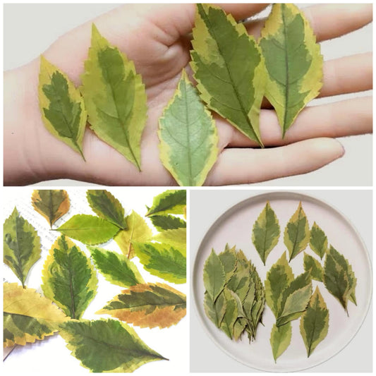 20 PCS Set (4-7CM) Pressed flower dried Leaves, Flat pressed Leaves, Pressed Real Green Leaves, real flowers pressed Greeny Fern