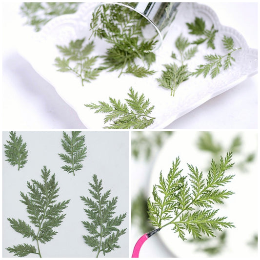 20 PCS Set (5-8CM) Pressed Leaves, Dried Real Pressed Flower Leaves, Flat Green Leaves, Preserved leaves, dried Fern Foliage pressed Greeny