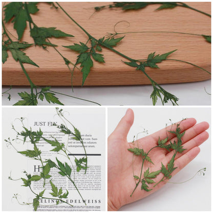 12 PCS Set (8-12CM) Pressed Flower Green Real Leaves leaf Pressed Greens Dried Flat Flower Preserved Dry Foliage Greeny Stem Natural Fern