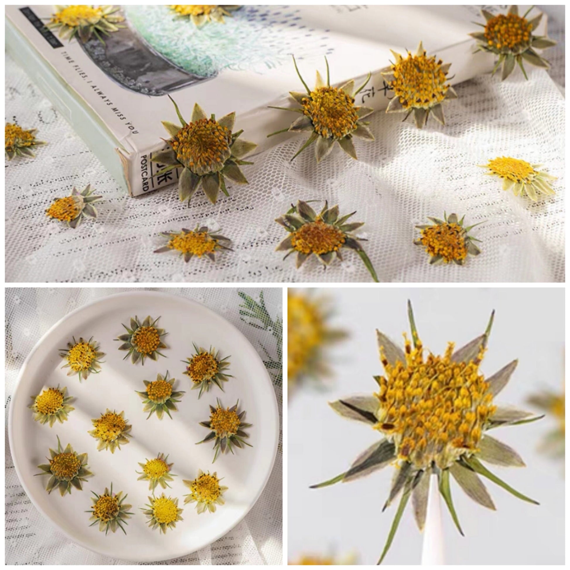 12PCS Set (1-1.5CM) Pressed Cosmos Flower pistil, real dried Flower, Pressed Dried Cosmos Flowers stamen, Small Dried Flat pressed Flowers