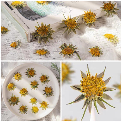 12PCS Set (1-1.5CM) Pressed Cosmos Flower pistil, real dried Flower, Pressed Dried Cosmos Flowers stamen, Small Dried Flat pressed Flowers