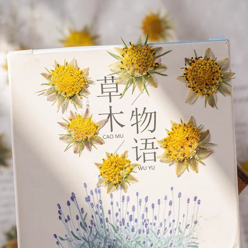 12PCS Set (1-1.5CM) Pressed Cosmos Flower pistil, real dried Flower, Pressed Dried Cosmos Flowers stamen, Small Dried Flat pressed Flowers