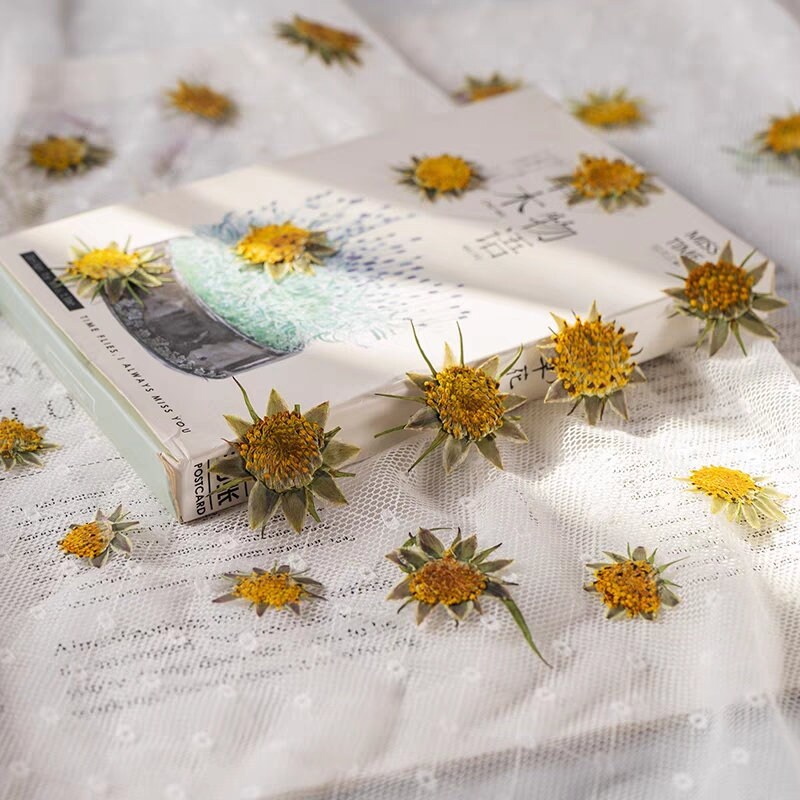 12PCS Set (1-1.5CM) Pressed Cosmos Flower pistil, real dried Flower, Pressed Dried Cosmos Flowers stamen, Small Dried Flat pressed Flowers