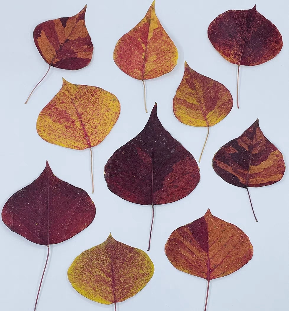 20 PCS Set (4-8CM) Pressed Dried Leaves, Red Pressed Chinese tallow leaves, Autumn Flat Leaves, real Dried Leaves, pressed flower leaves