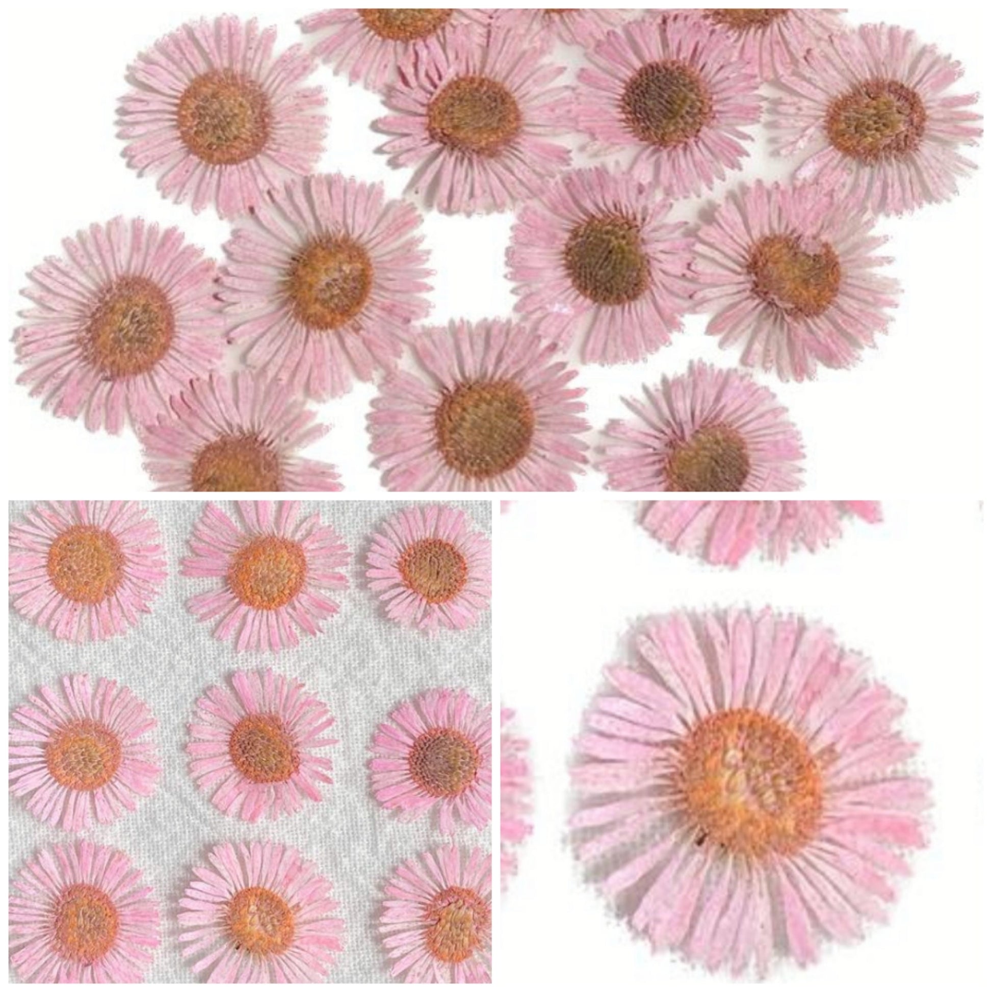 20 PCS Set (1-2CM) Pressed Dried Pink Flowers, Pressed Fleabane Flowers, Small Flat Pressed Pink Flower, Preserved Tiny Dried Pressed Flower