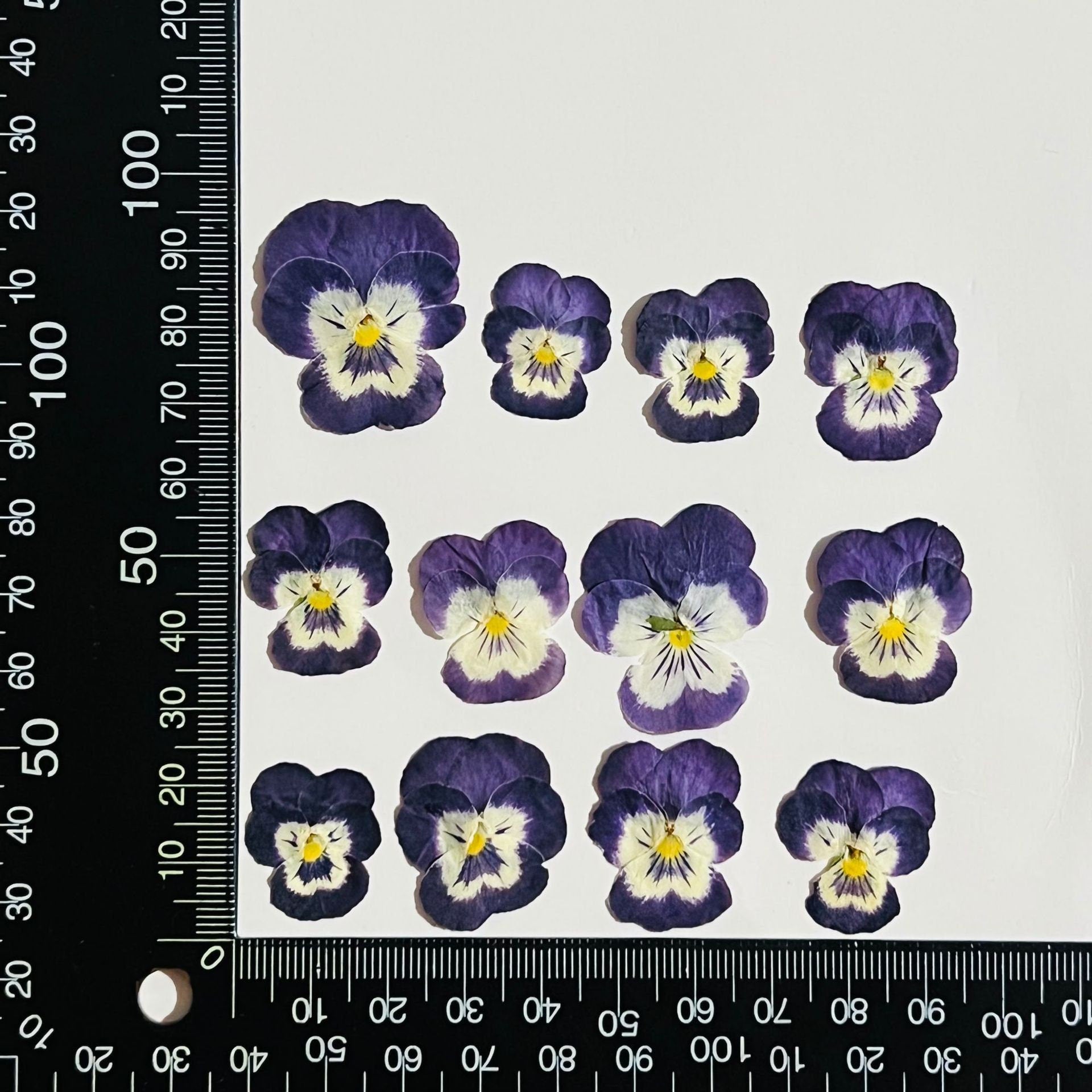 12 PCS set (2-3CM) Pressed Pansy Flowers, Dried Pansy Flower, Pressed Purple Viola Pansies Flower, Real Viola Pansy, Flat Dried Pansies