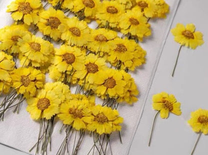 20 PCS Set (4-6CM) Dried Pressed Yellow Daisy Flower Stems, Pressed Yellow Flower Stems, Flat Dried daisy Flowers, Preserved Dried Flower