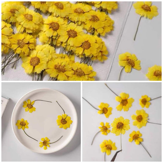 20 PCS Set (4-6CM) Dried Pressed Yellow Daisy Flower Stems, Pressed Yellow Flower Stems, Flat Dried daisy Flowers, Preserved Dried Flower