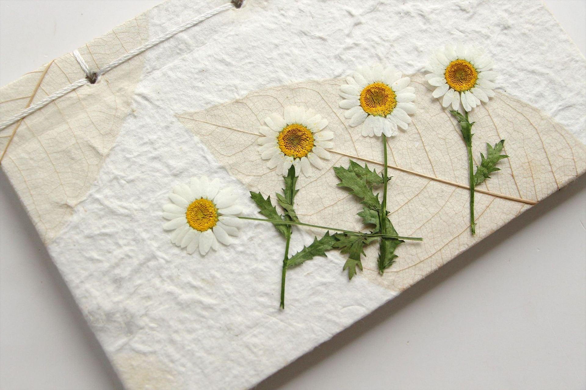 12 PCS Set (5-8CM) Dried Pressed Flowers, Pressed White Daisy Flower Stems, Real White Daisy Dried Flower,Preserved Flat Daisies Flower