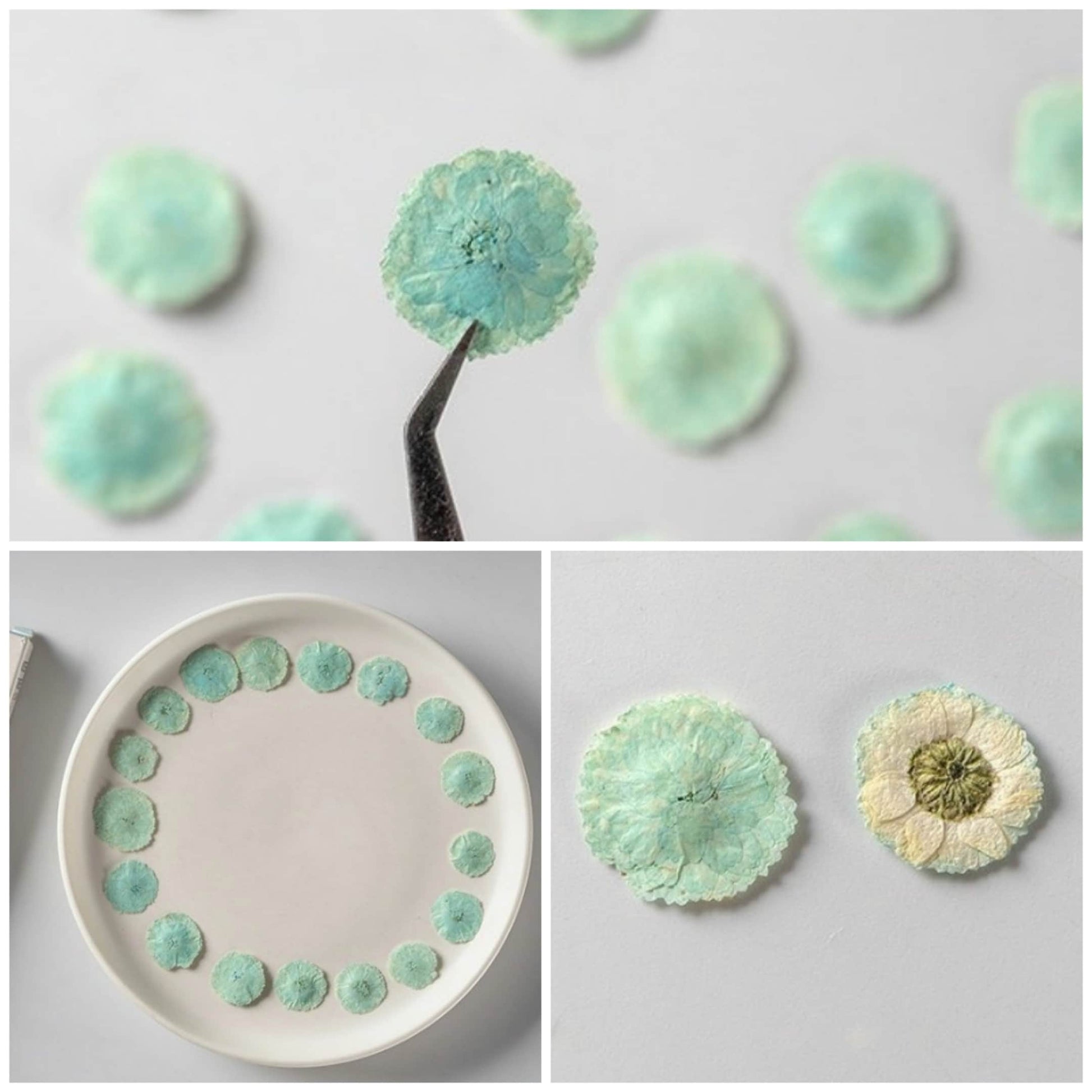 20 PCS Set (1-1.5CM) Dried Pressed Flowers Light Blue Verbena, Natural Pressed Dried Small Flowers, Preserved Real Tiny Pressed Blue Flowers