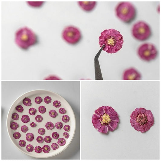 20 PCS Set (1-2CM) Pressed Dried Flowers, Pressed Verbena Flowers, Small Flat Pressed Hot Pink Flower, Preserved Tiny Dried Pressed Flower