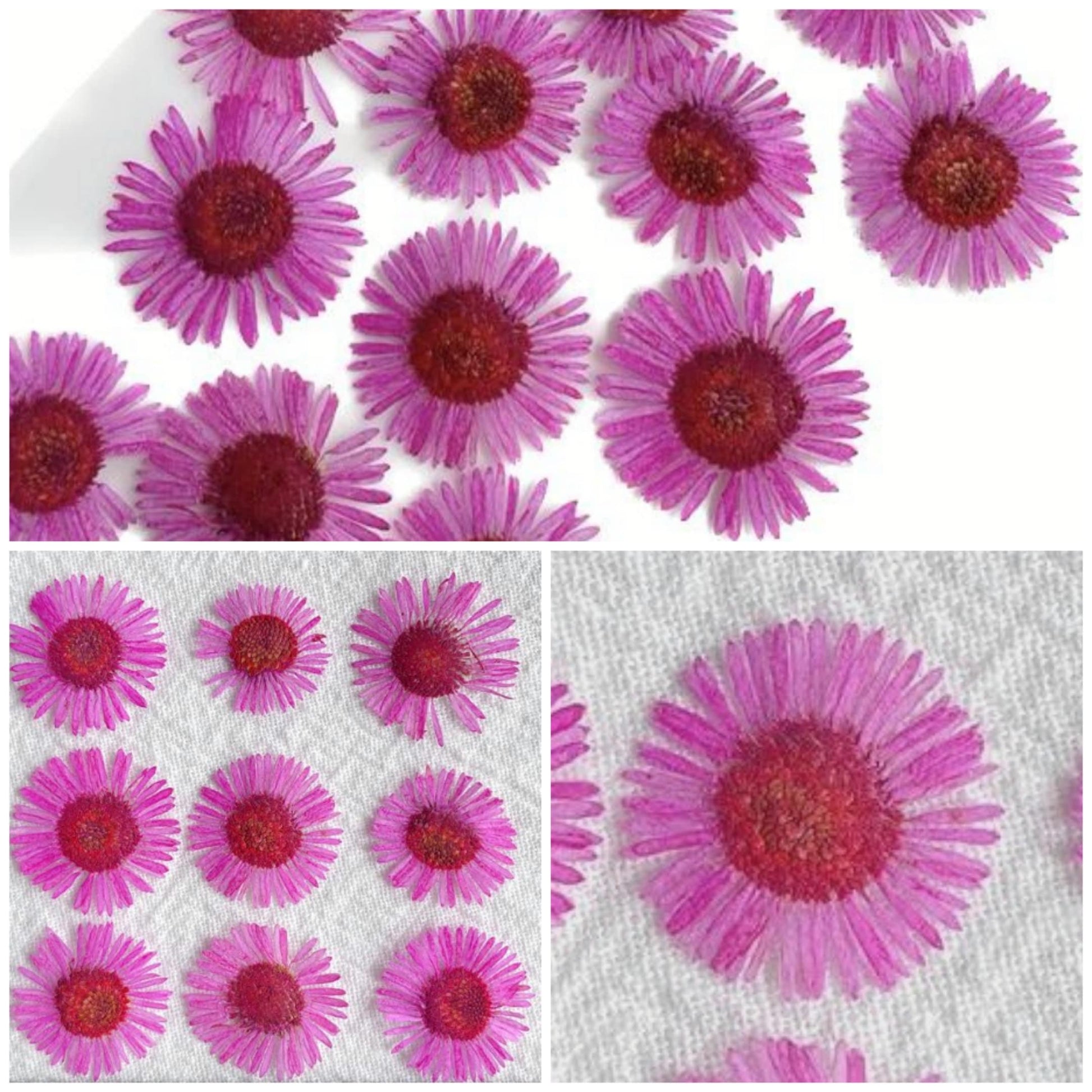 20 PCS Set (1-2CM) Pressed Dried Flowers, Pressed Fleabane Flowers, Small Flat Pressed Hot Pink Flower, Preserved Tiny Dried Pressed Flower