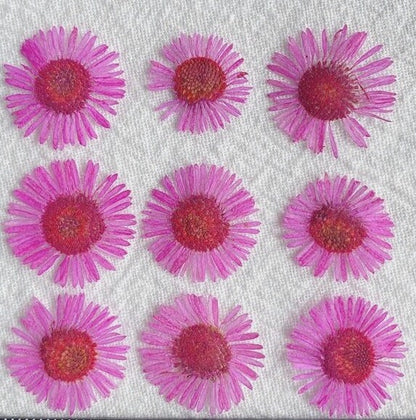 20 PCS Set (1-2CM) Pressed Dried Flowers, Pressed Fleabane Flowers, Small Flat Pressed Hot Pink Flower, Preserved Tiny Dried Pressed Flower