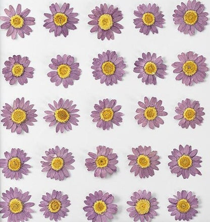 20 PCS Set (2-3CM) Pressed Dried Daisy Flower, Pressed Purple Daisy Flower, Real Dried Flat Pressed Daisies, Preservation daisy Dried Flower