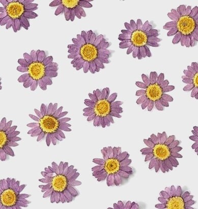 20 PCS Set (2-3CM) Pressed Dried Daisy Flower, Pressed Purple Daisy Flower, Real Dried Flat Pressed Daisies, Preservation daisy Dried Flower