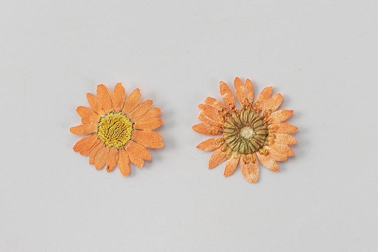 20 PCS/Set (2-3CM) Pressed orange Daisy Flower, Dried Pressed Daisies Flowers, Real Flat Dried Preserved Daisies, real orange Daisy flower