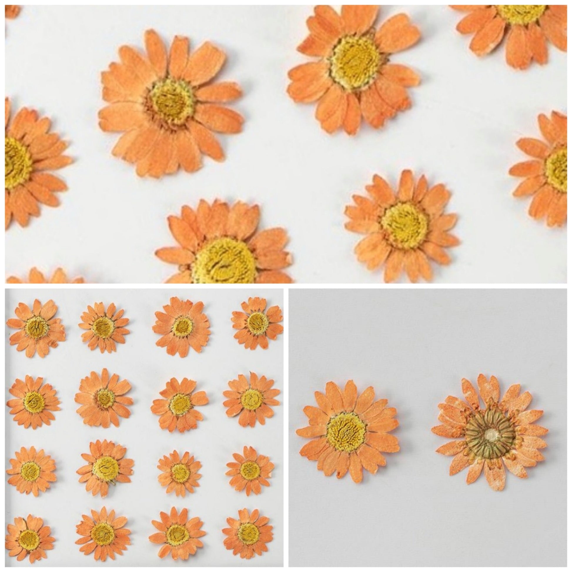 20 PCS/Set (2-3CM) Pressed orange Daisy Flower, Dried Pressed Daisies Flowers, Real Flat Dried Preserved Daisies, real orange Daisy flower
