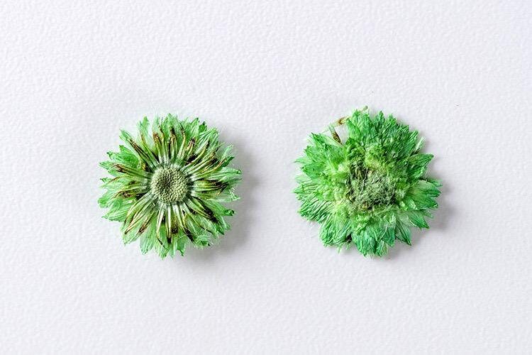 20 PCS Set (0.5CM) Pressed Apricot Flower, Dried Green Tiny Flower, Preservation Real Flowers, Pressed flat Flowers Dried Preserved flower