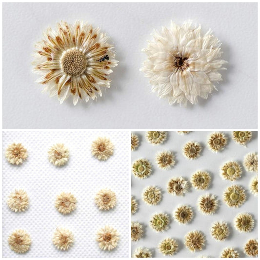 20 PCS Set (1-1.5CM) Pressed Flower, real dried Flower, Ivory White Apricot Flower, Small Preserved Flowers, Tiny White Flower For nails