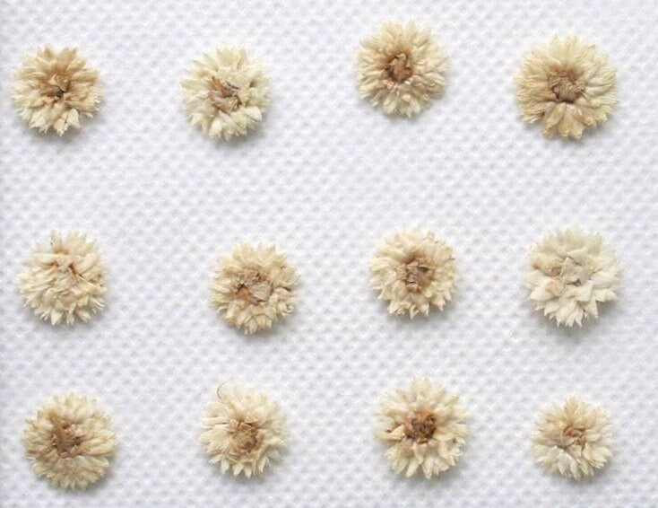 20 PCS Set (1-1.5CM) Pressed Flower, real dried Flower, Ivory White Apricot Flower, Small Preserved Flowers, Tiny White Flower For nails