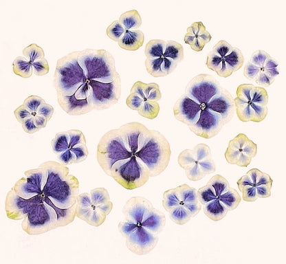 20 PCS Set (2.5-4CM) Pressed Purple Dried Flower, Natural Purple Hydrangea Flower, Preserved small Flowers, Real Purple Flat Dried Flowers