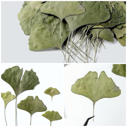 20 PCS Set (4-10CM) Dried Pressed Ginko Leaves, Pressed Dark Green ginko leaf, pressed Biloba leaves, real Pressed flower Dried ginko leaves