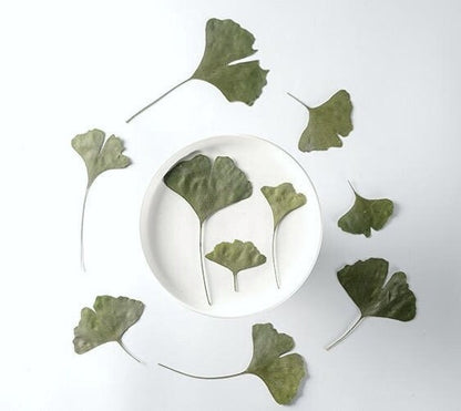 20 PCS Set (4-10CM) Dried Pressed Ginko Leaves, Pressed Dark Green ginko leaf, pressed Biloba leaves, real Pressed flower Dried ginko leaves