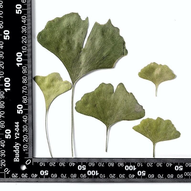 20 PCS Set (4-10CM) Dried Pressed Ginko Leaves, Pressed Dark Green ginko leaf, pressed Biloba leaves, real Pressed flower Dried ginko leaves