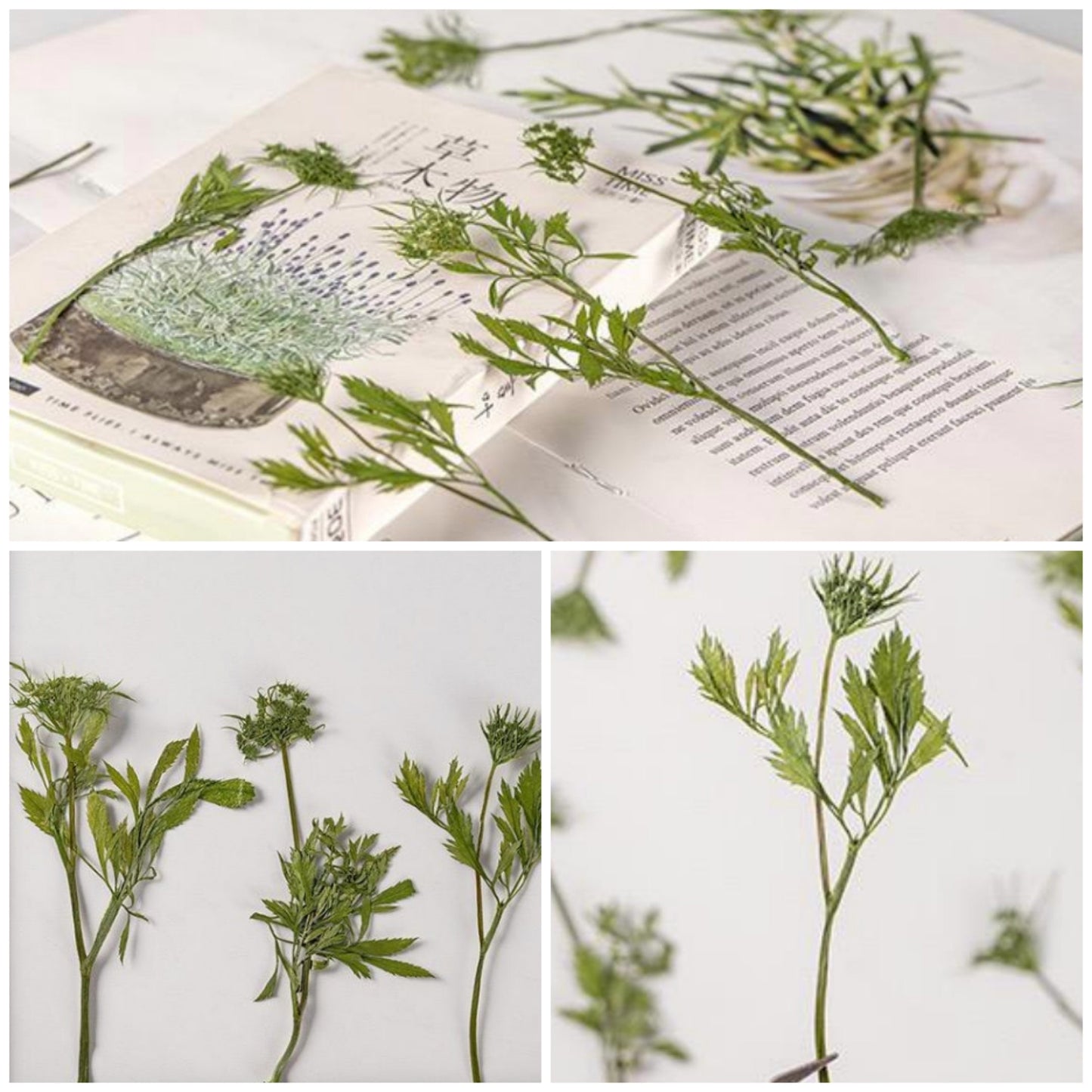 12 PCS Set (8-12CM) Natural Pressed Leaves, Dried Flower Leaves, pressed Real Leaves, Pressed Greens Leaves Flat Dried Leaves