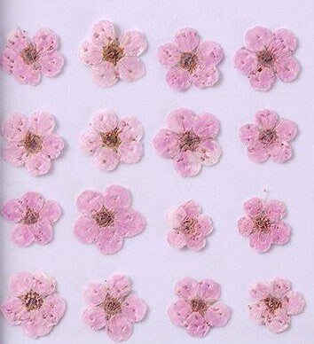 20 PCS Set (0.5-0.8CM) Pressed Bridal Wreath Flower, Tiny Pink Dried Flowers, Real Pressed Flower, Flat Small Dried Bridal Wreath Flowers