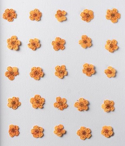 20 PCS/Set (0.5-1cm) Dried Pressed Bridal Wreath Flower, Preserved Real small orange Flower, Pressed Dreid Flowers, Flat Tiny Dried Flower