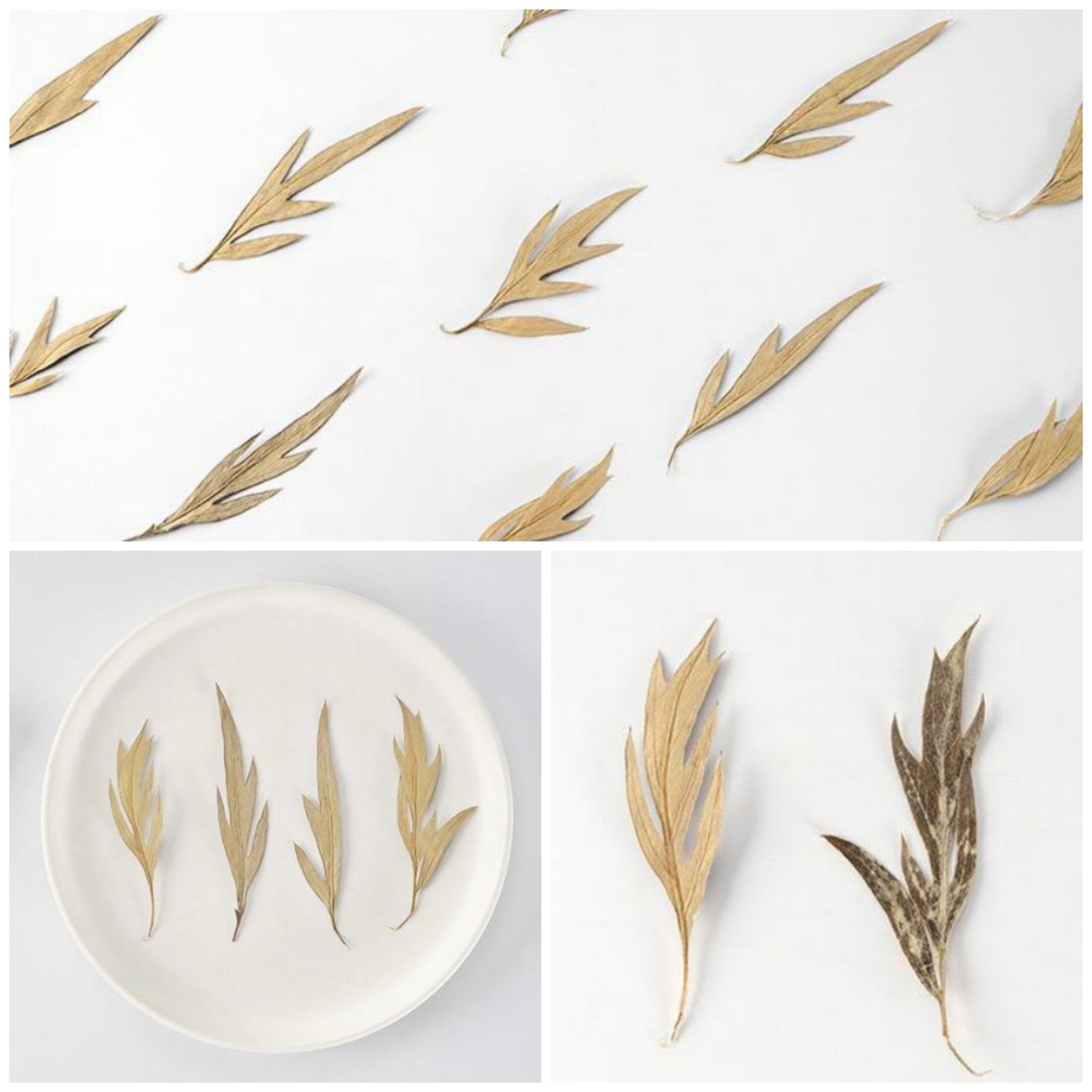 20 PCS Set (4-8CM) Pressed Leaves, Brown Dried Leaves, Natural Flat leaves, preserved real Leaves, real Dried Leaves, pressed flower leaves