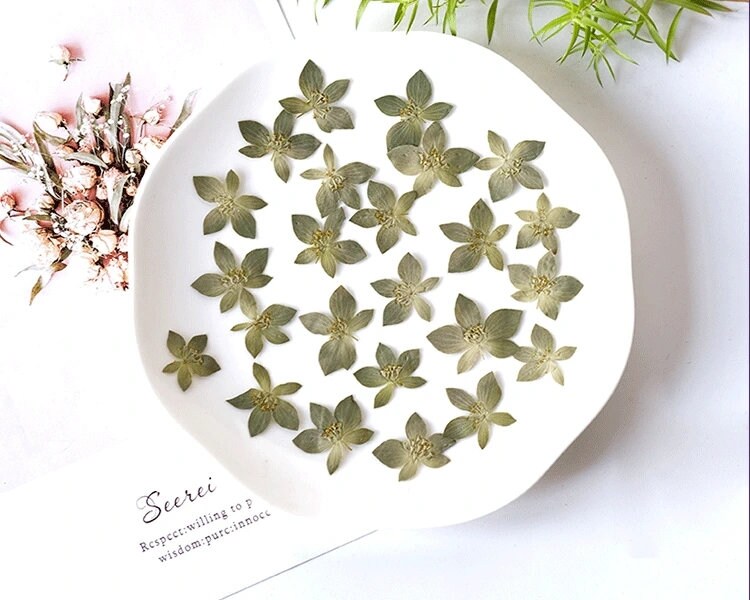 20 PCS Set (0.8-1.2CM) Pressed Green Tiny Leaves, Pressed Flower Leaves, Real dried Preserved Flower Leaves, Flat Dried Pressed Small Leaves