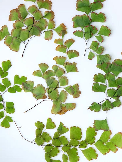 12 PCS Set (5-8CM) Pressed Leaves, Real Dried Leaves, Flat Dried Leaves, Preserved Fern Leaves Greenery Foliage, Pressed Flower Leaves