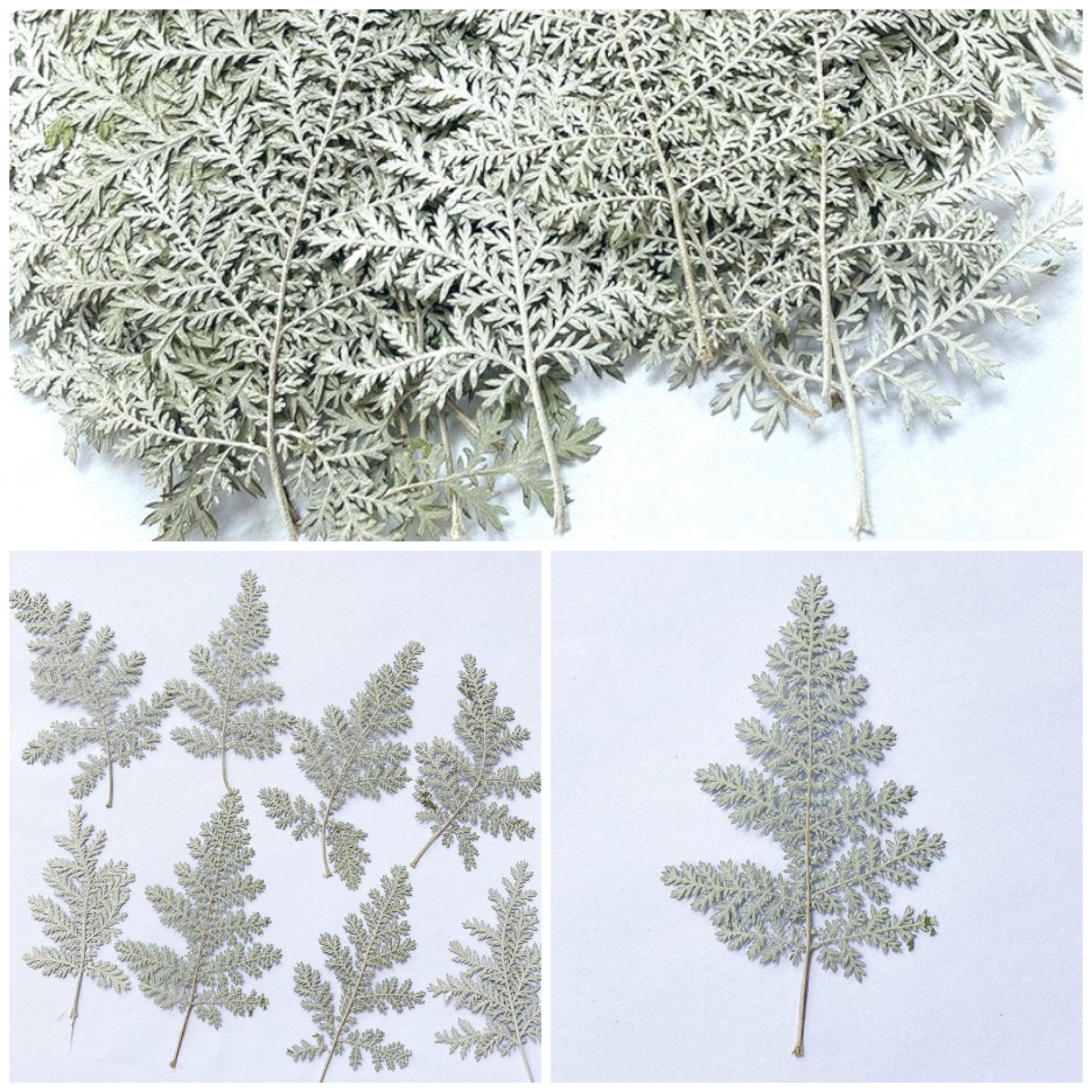 20 PCS Set (4-7CM) Dried pressed leaves, Dried silver lace Leaves, Flat pressed Silver leaves, Preserved flower leaves, Dried Silver Fern