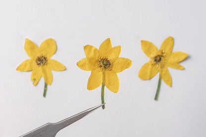 20 PCS Set (4-6CM) Dried Pressed Yellow Daisy Flower Stems, Pressed Flower Stems, Flat real daisy Flowers, Preserved Dried yellow Flower