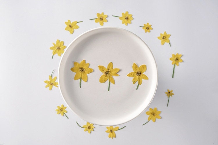 20 PCS Set (4-6CM) Dried Pressed Yellow Daisy Flower Stems, Pressed Flower Stems, Flat real daisy Flowers, Preserved Dried yellow Flower