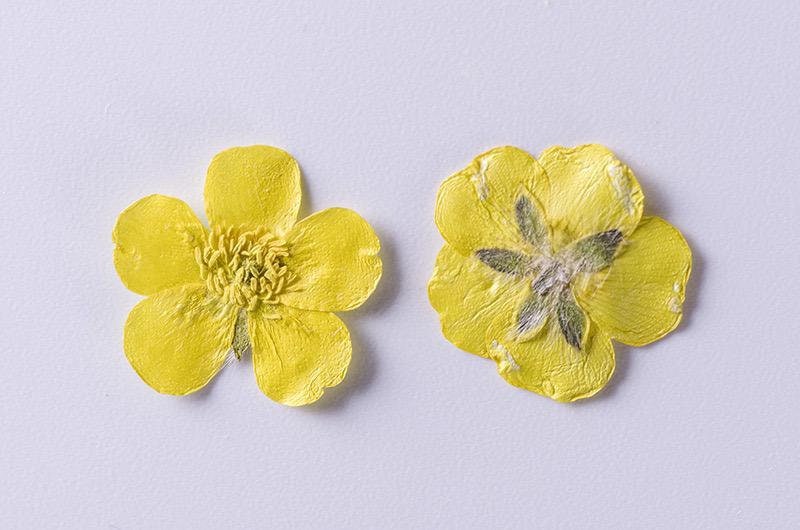 12 PCS Set (1.5-2.5CM) Pressed Flower Buttercups, Flat Dried Flower Yellow Buttercups, Pressed Dried Yellow Flowers, Dried Pressed Buttercup