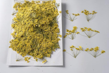 12 PCS Set (5-8CM) Pressed Yellow Queen Anne’s Lace Flower Stems, Pressed Dried Flower Stems, Dried Queen Anne’s Lace, Preserved Flat Flower