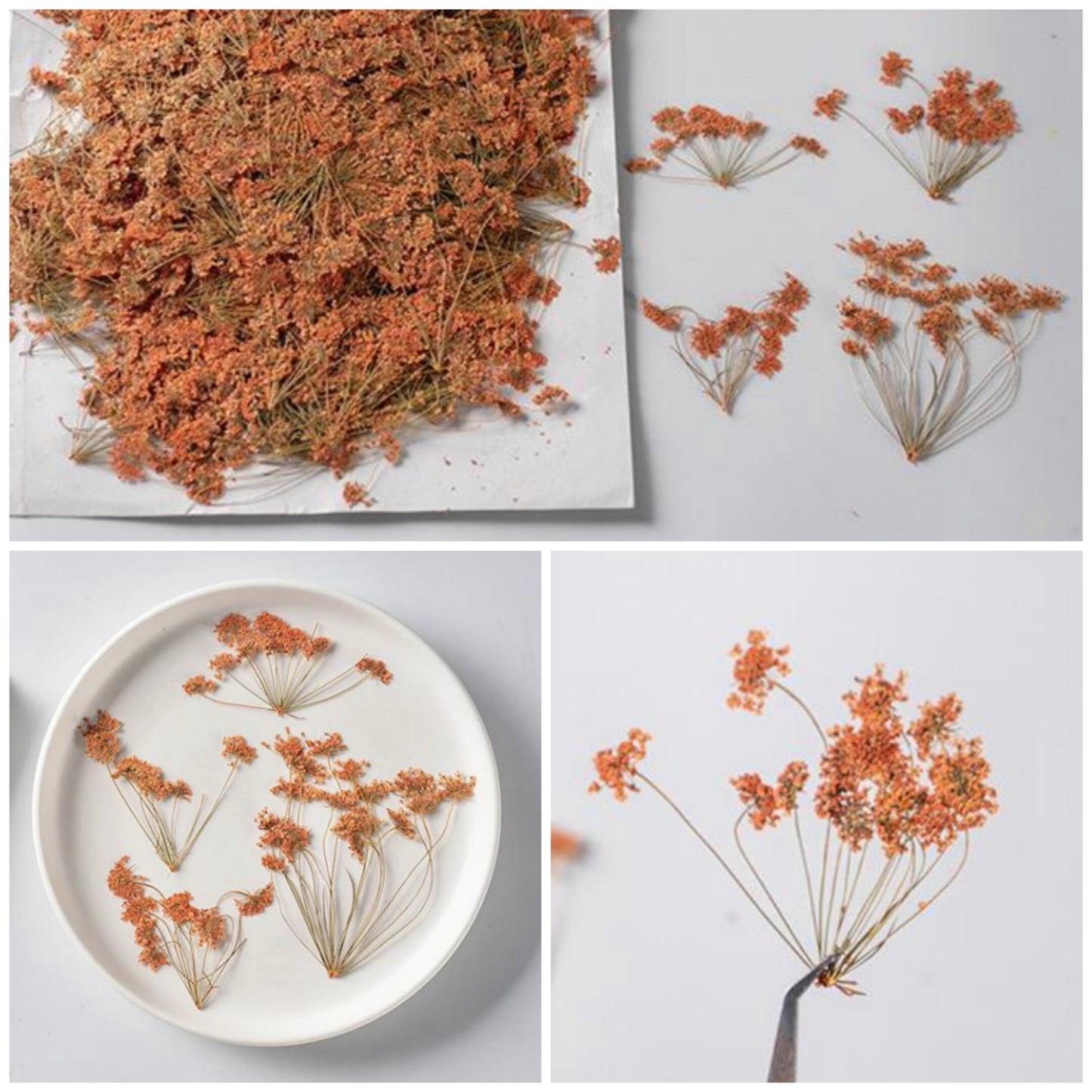 12 PCS Set (5-8CM) Pressed Orange Queen Anne’s Lace Flower Stems , Dried Pressed Flower Stem, Flat Queen Anne’s Lace, Preserved Dried Flower