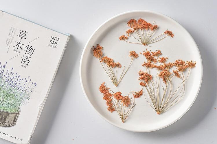 12 PCS Set (5-8CM) Pressed Orange Queen Anne’s Lace Flower Stems , Dried Pressed Flower Stem, Flat Queen Anne’s Lace, Preserved Dried Flower