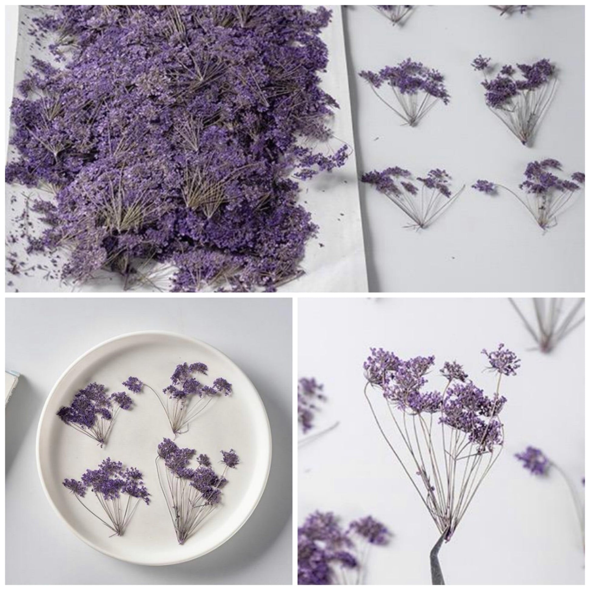 20 PCS Set (5-8CM) Pressed Dried Flower Queen Anne’s Lace Stems, Pressed Purple Flower Stems, Preserved Queen Anne’s Lace, Real Flat Flower